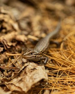 Breeding hope for the endangered Guthega Skink