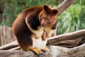 New baby roo for Healesville Sanctuary