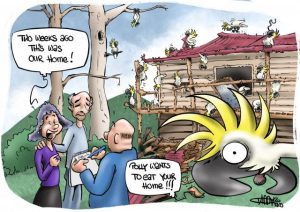 Cartoon: Cockatoo Carnage