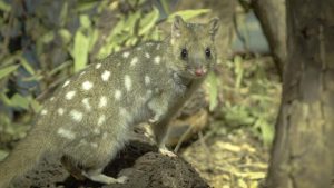 Sanctuary the new home for endangered Eastern Quolls