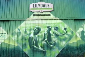 Help needed for the return of the Lilydale Show