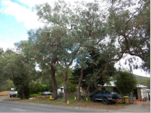Yarra Junction resident calls on Yarra Ranges Council to remove their trees