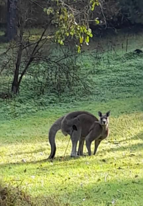Kangaroos illegally and vicously attacked with arrows