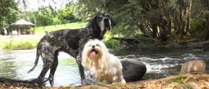 ‘Dozer’s Pet Diesel’ screening soon