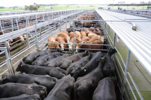 Cattle Council assures Foot and Mouth Disease does not make red meat unsafe to eat