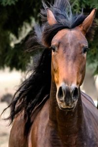Police alleviate concerns about horse death