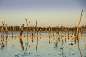 The Memo hosting a free screening of documentary Lake of Scars