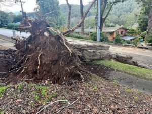 Mt Donna Buang summit remains closed following heavy winds