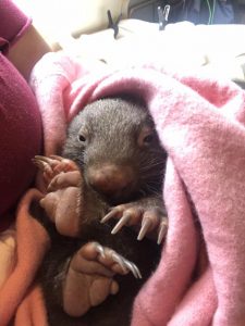 Upper Yarra Wildlife Rescue Network hosting free animal rescue training