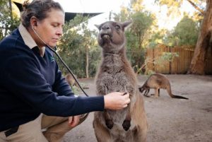 Heart checks keeping kangaroo safe