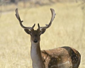 Deer carcass found after gunshot reports in Warburton