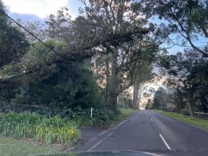 Wild winds wreak havoc on Yarra Ranges