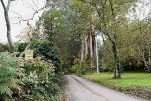 Boost to Yarra Ranges tree canopy with Council strategy