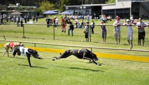 Greyhound death in Healesville prompts further calls to halt racing funding