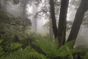 Photographer to talk about his experience capturing the Yarra Ranges and beyond