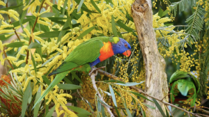National wattle day on full show at start of spring in Healesville Sanctuary