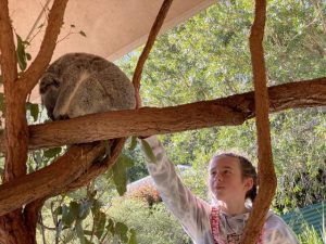 Young student raises over $500 to support koalas