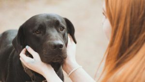 Yarra Ranges Council conducting animal registration visits