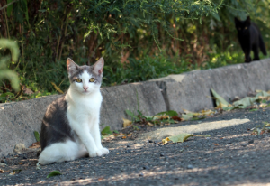 Yarra Ranges Council set to open up four-year Domestic Animal Management Plan for community consultation