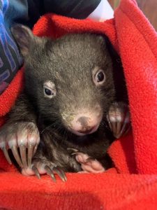 Wombats winding up struck dead on Yarra Ranges roads