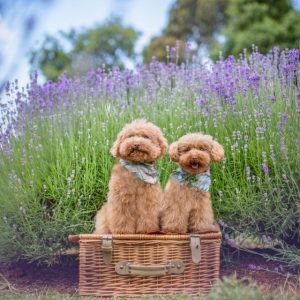Warratina’s Dog Day returns for second outing of doggy delight