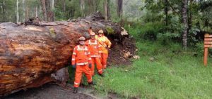 Upper Yarra SES respond to large tree falling in Big Pats Creek