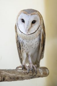 $1.8 million Raptor Rehabilitation Centre coming to Healesville Sanctuary