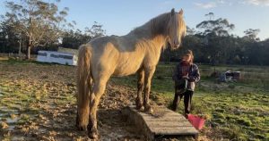 Wesburn Brumby festival returning for full weekend