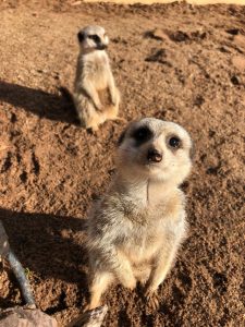 Mansfield Zoo a great getaway day