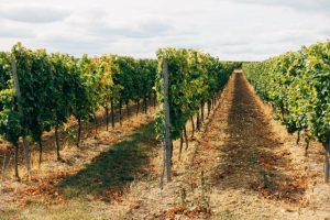 Important wine industry grant program not certain to continue