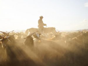 Farmers launch video calling for payment for transmission lines in Victoria