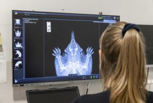 Wounded Echidna successfully returns home