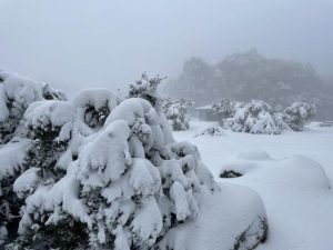 Blanket of snow over Mt Donna Buang
