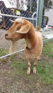 Goat found in Seville East