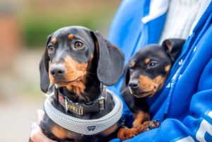 Yarra Ranges Council adopts four-year domestic animal management plan