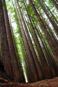 Upgrades to Redwood Forest delayed by heritage assessments and permits