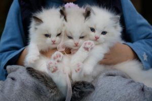 Top names for new Christmas pets