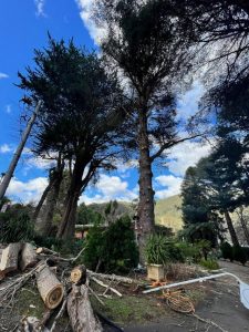 Ausnet preparing for summer of wild weather
