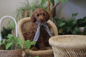 Prevents toxic plants from being near pets