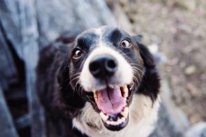Keeping your pets safe this summer