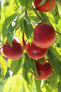 Fresh fruit straight from the source