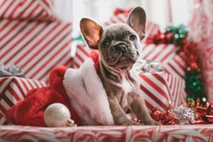Easy last-minute gifts for pets