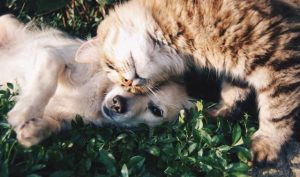 Prepare for pet purchase, don’t buy on a whim