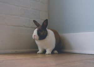 Reports of deadly rabbit virus in Yarra Ranges