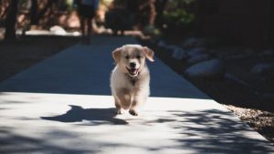 How to find a lost furry friend