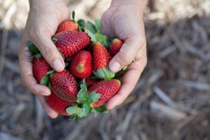 Rain delays for Yarra Ranges berries