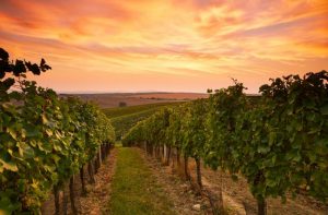 Tourism bodies believe the Yarra Ranges will have a strong Christmas trading period