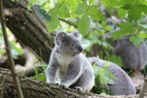 Sponsor a koala to live a happy life