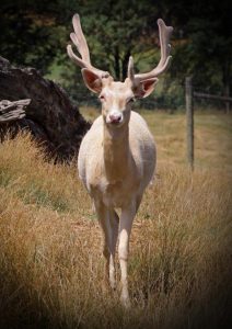 Visit the magical Mansfield Zoo in the High Country