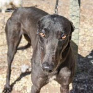 Rehome a retired greyhound